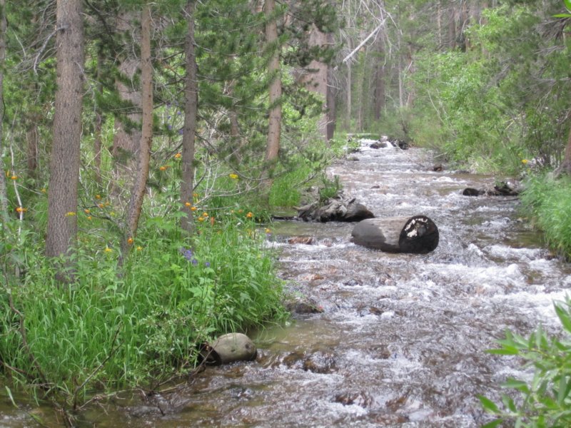 tigerlilliesandlupinesonthebanksofrockcreek.jpg
