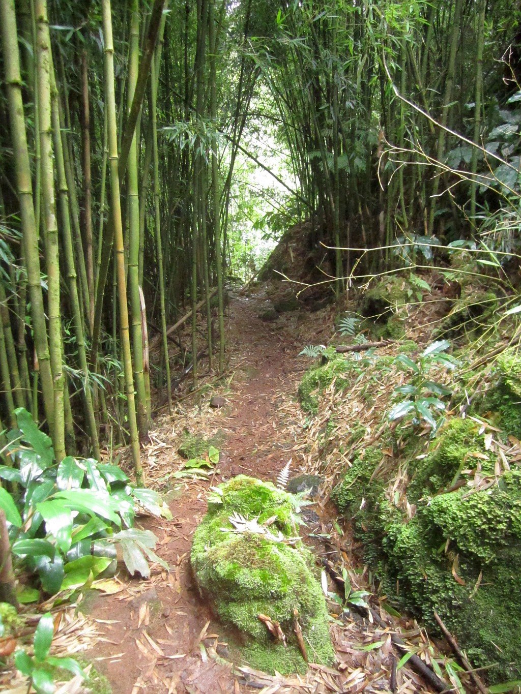 thetrail.jpg