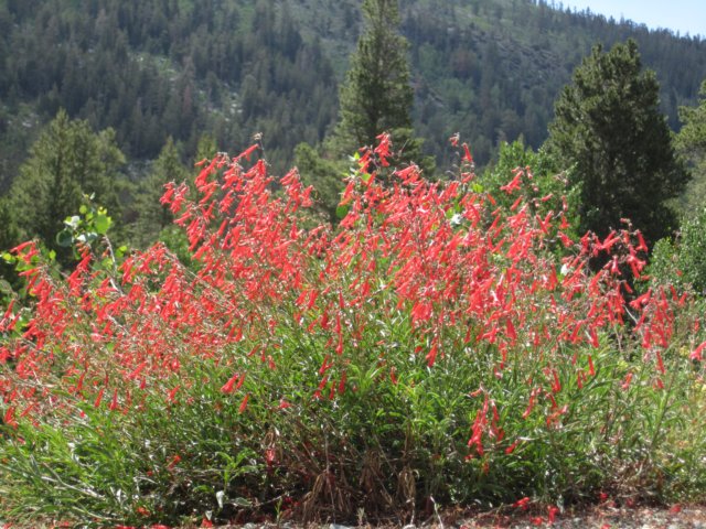 californiafuchsia2.jpg