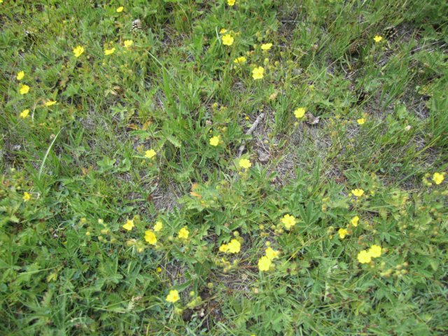 meadowcinquefoil.jpg