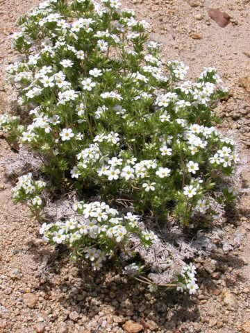 spreadingphlox.jpg