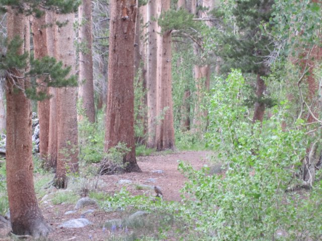 westernrobinontheforestfloor.jpg