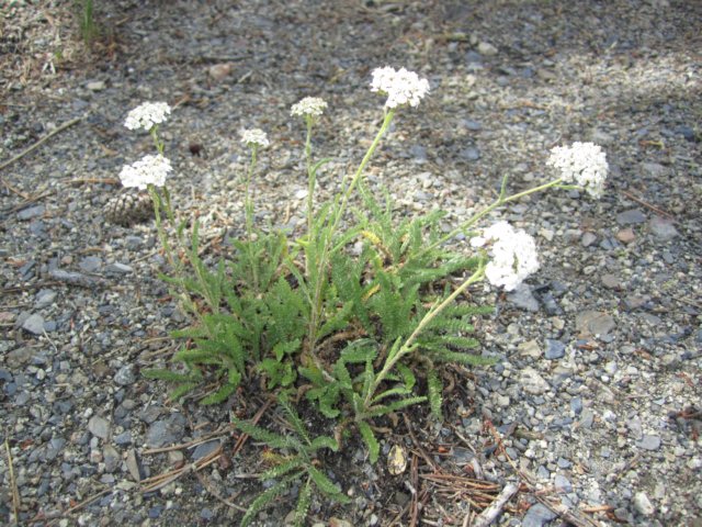 yarrow.jpg